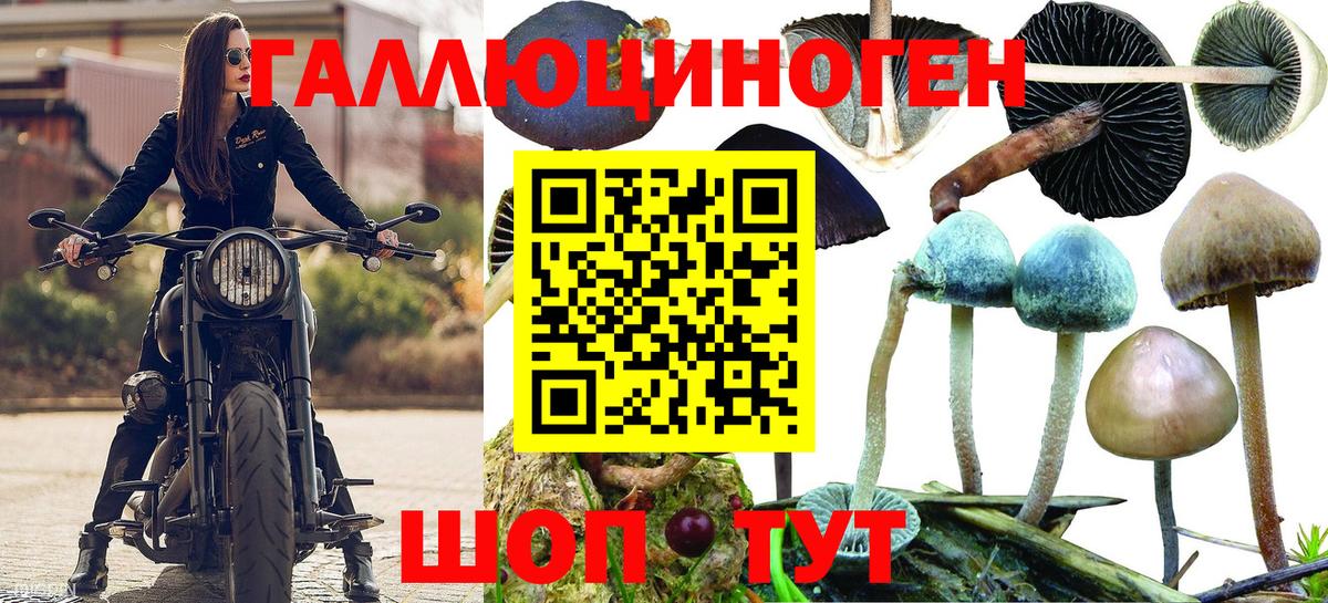 Псилоцибиновые грибы Psilocybe  Псилоцибиновые грибы Psilocybe  Вход с VPN  Шатура 